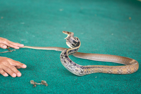 Pattaya, Thailand - January 2017: show snakes by playing with a snake during the