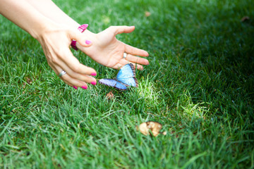 Female hands catch a butterfly sitting on the grass