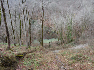 Forest in early spring, downhill to the lake