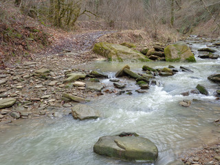 Forest creek, flowing water among stones