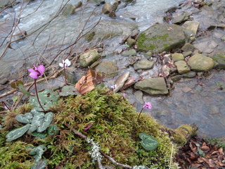 Cyclamen flowers among moss on the river bank
