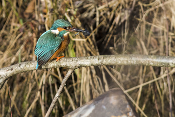 Ein Eisvogel (Alcedo atthis) mit erbeuteten Fisch sitzt auf eine