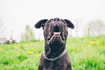 Dog sitting on the grass outdoor in a park