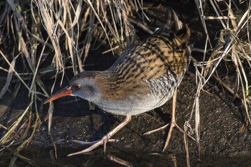 Eine Wasserralle (Rallus aquaticus) watet durch den Erbach bei B