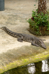 THAILAND Crocodile Farm and Zoo