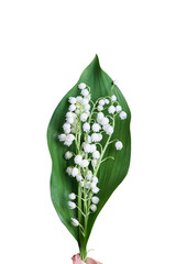 lily of the valley on white