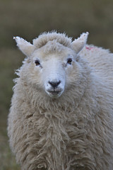 Naklejka na ściany i meble A portrait shot of a young sheep, Shetland, Scotland, UK.