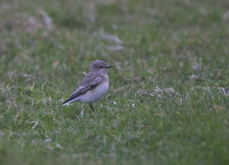 Pied Wheatear (Oenanthe pleschanka) female, a rare visitor to Shetland, Scotland, UK.