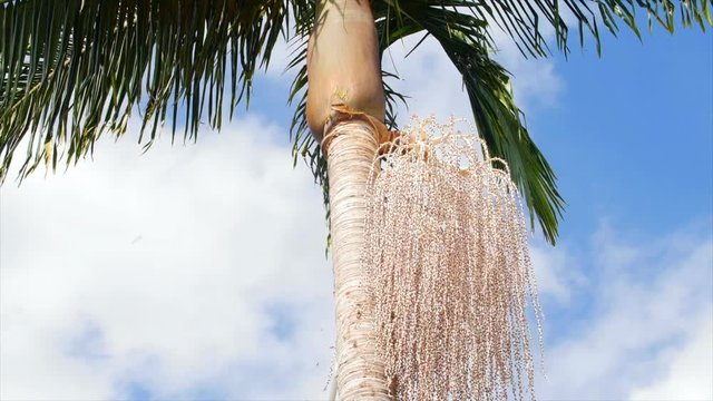 A yard worker uses an extension saw to remover a palm tree pod while from high up a tree.