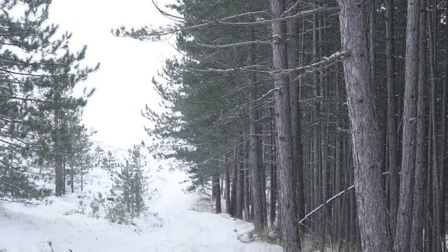First snow of winter in cone-bearing seed plants slow-mo 1920X1080 FullHD footage - Snowflakes fall in coniferous woods slow motion 1080p HD video 