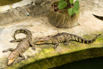 THAILAND Crocodile Farm and Zoo