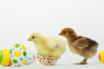 Little chicks and Easter eggs