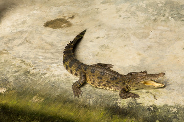 THAILAND Crocodile Farm and Zoo