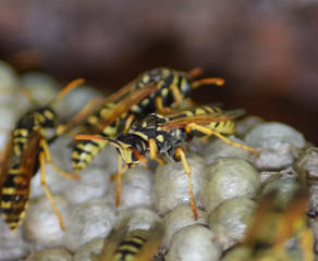 Wasp nest with wasps sitting on it. Wasps polist. The nest of a