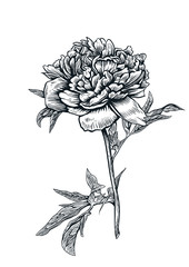 Peony, flower, engraving, drawing, vector, illustration