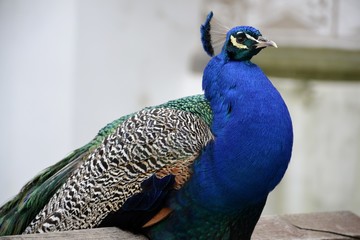 Detail of a wild peacock and architecture