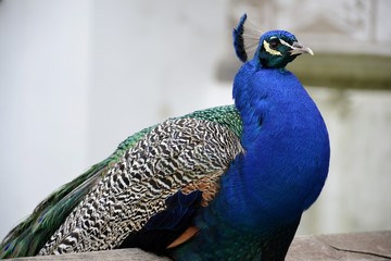 Obraz premium Detail of a wild peacock and architecture