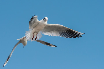Black-headed Gull, Chroicocephalus ridibundus