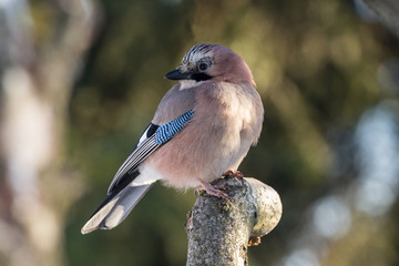 Eurasian jay - Garrulus glandarius