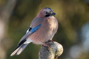 Eurasian jay - Garrulus glandarius