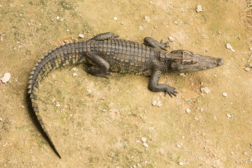 THAILAND Crocodile Farm and Zoo
