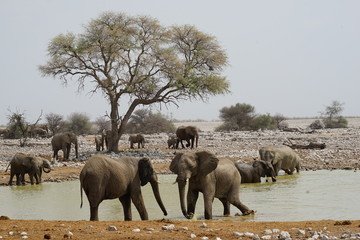 Elefanten, Etoscha Nationalpark