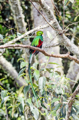 Resplendent Quetzal