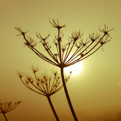 winter sunshine on a misty cold winter morning behind silhouetted hogweed in a meadow in the uk. Mobilestock.