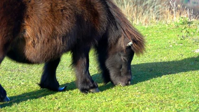 Pony cute animal on grass