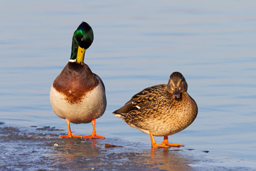 Stockentenpaar auf Eisscholle im Winter