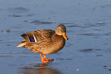 Weibchen der Stockente auf gefrorenem See