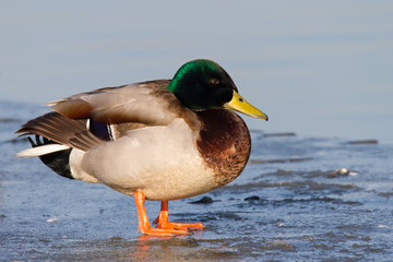 Erpel der Stockente auf Eisscholle im Winter