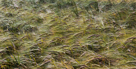 Field and green corn