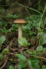 Brich boletus