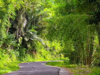empty road in the tropical forest between bamboo trees on Flores island, Indonesia - winding roads of the life
