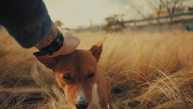 POV view of man strokes his beautiful basenji dog with both hands in jeans jacket, pup sits in high grass and pleasured with tenderness on him, then rises up his ears, looks curiously and jump over