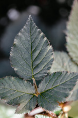 Blackberry Plant