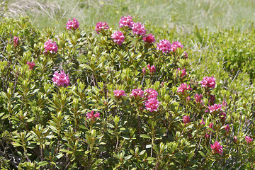 Alpenrose flower (Rhododendron ferrugineum) near from Chamonix in France.