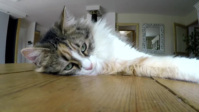 chat qui a vu quelque chose...