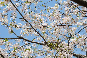 Cherry Blossoms 