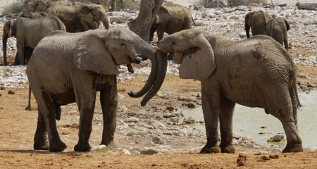 Elefanten, Etoscha Nationalpark