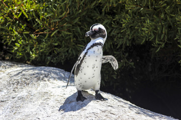 Obraz premium A penguin standing at Boulders Beach (Simon's Town, South Africa)