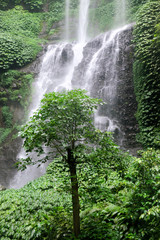 green tree with tropical waterfall in background