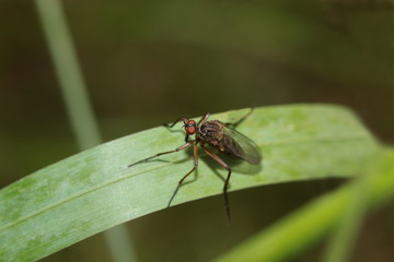 Fliege auf einem Grashalm