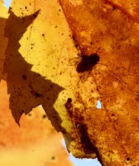 Shadow of fly on leaf, Sault Sainte Marie, Michigan, 19 October 2016