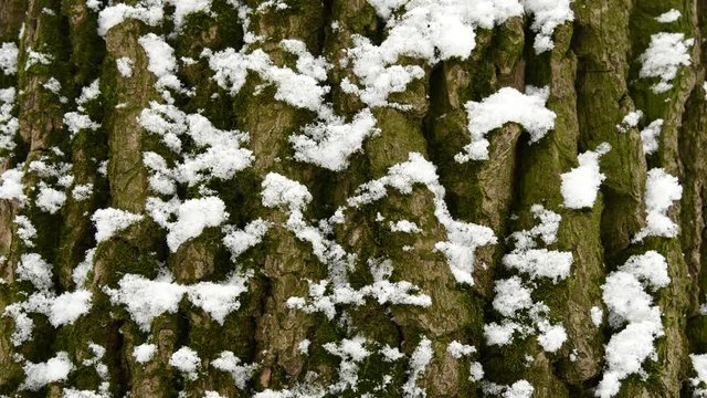 Snow Falling Tree Trunk