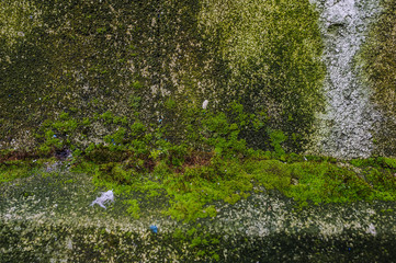 stone texture background green