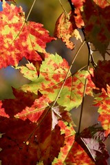Autumn Leaves, Sault Sainte Marie, Michigan, 19 October 2016