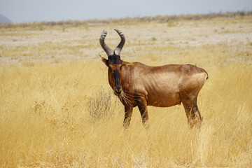 südliche Kuhantilope, (Alcelaphus caama), Etosha, Namibia