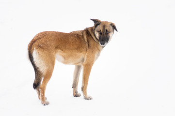 Full body portrait of mixed-breed, stray dog standing on a white
